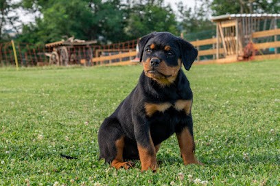 Les Molosses Guerrier D’aton, Pension pour Chiens à Agnin