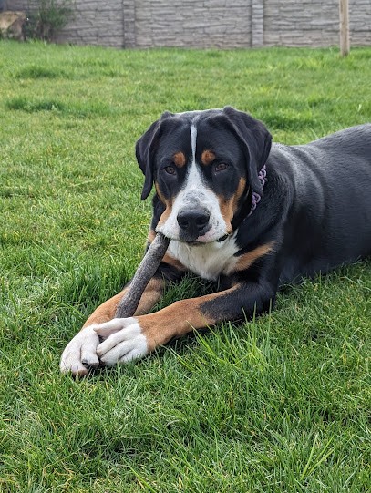Elevage De Brapeche, Eleveur de Chiens à Athienville