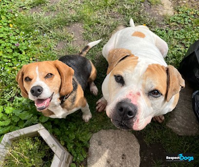 Éducateur Canin RespectDogs Dinan, Dresseur de Chiens à Saint-Maudez