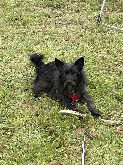 J'Educ Zen - Educateur Comportementaliste Canin, Dresseur de Chiens à Lille