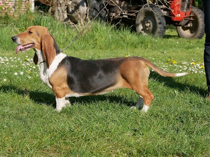 Les Terres du Doux lieu - Honoré Brice, Eleveur de Chiens à Estaires
