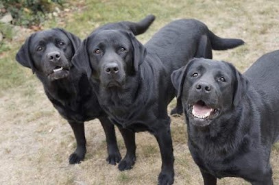 Elevage Erin Shores Labradors, Eleveur de Chiens à Monestier