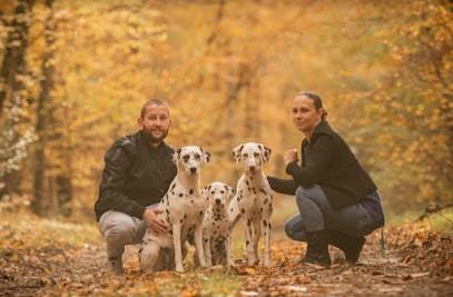La Vallée De Madara : Élevage Familial De Dalmatien, Dans L'Oise, Hauts-de-France, Eleveur de Chiens à Verberie