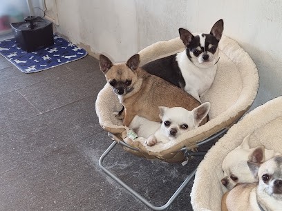 Of Little Dog S Paradise, Eleveur de Chiens à La Salvetat-Belmontet