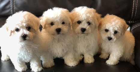 ELEVAGE DU PIC DE NORE, Eleveur de Chiens à Pradelles-Cabardès