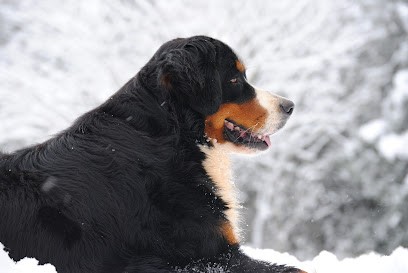 La Ferme du Fesquet, Eleveur de Chiens à Saint-André-de-Valborgne