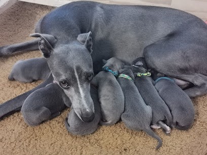 Elevage De Whippets Du Bois De Roquelaure, Eleveur de Chiens à Sauveterre-de-Guyenne