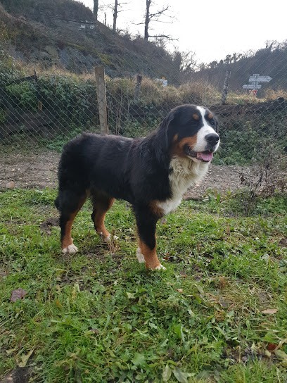 Élevage Du Royaume Des Nours, Eleveur de Chiens à Comps-la-Grand-Ville