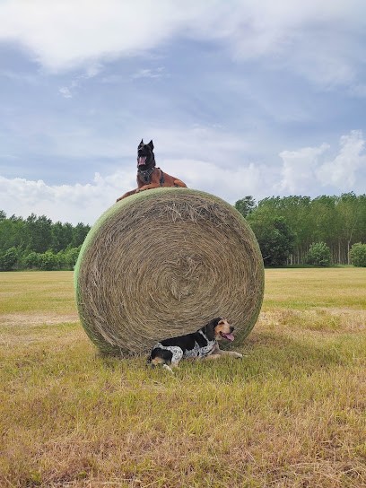 Cohérence canine - Educateur Canin, Dresseur de Chiens à Replonges