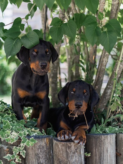 Elevage vom gebrannten walde, Eleveur de Chiens à Barmainville