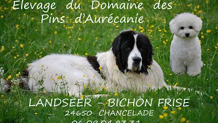 Domaine des pins d'aurécanie, Eleveur de Chiens à Chancelade