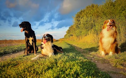 Éducateur Canin RespectDogs Witry-lès-Reims, Dresseur de Chiens à Witry-lès-Reims