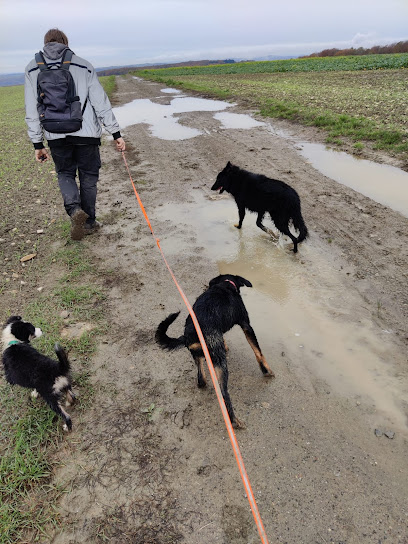 Liebdogs : Educateur - Comportementaliste Canin Dresseur De Chiens à Stiring-Wendel
