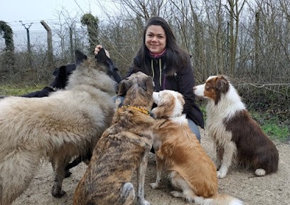 Au Bonheur Des 4 Pattes 78, Dresseur de Chiens à Villennes-sur-Seine