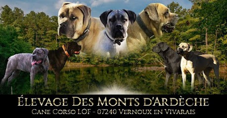 Élevage De Cane Corso LOF Des Monts D'Ardèche, Eleveur de Chiens à Saint-Apollinaire-de-Rias