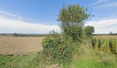 Chihuahuas & Co...Chihuahua's, Eleveur de Chiens à Cahagnes