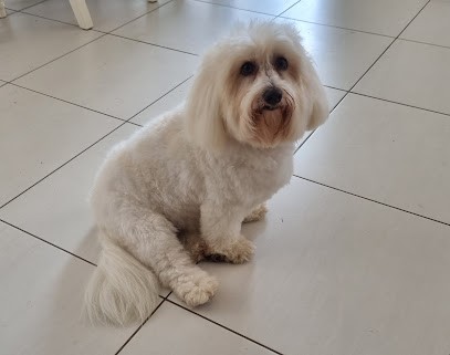 Toutou Cool 56, Dresseur de Chiens à Saint-Nicolas-du-Tertre