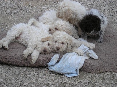 Des Perles Du Quercy SARL, Pension pour Chiens à Cahors