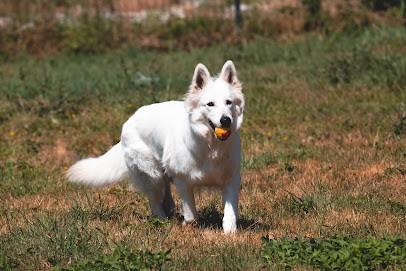 Élevage de l'esprit blanc des montagnes, Eleveur de Chiens à Gouhenans