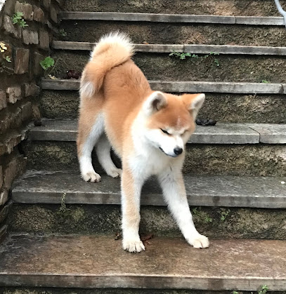 Akita Inu Et Teckels Des Trésors De Matagi, Éleveur De Chiens à Brando