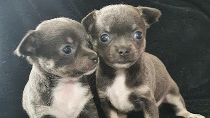 Elevage chihuahua les bouilles d'amour, Eleveur de Chiens à Nort-sur-Erdre
