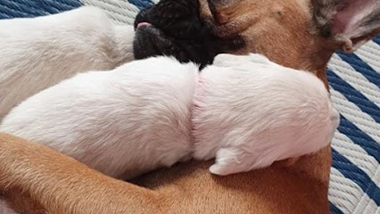 Le domaine du golden et du Bouldogue français chez Patricia, Eleveur de Chiens à Vienne