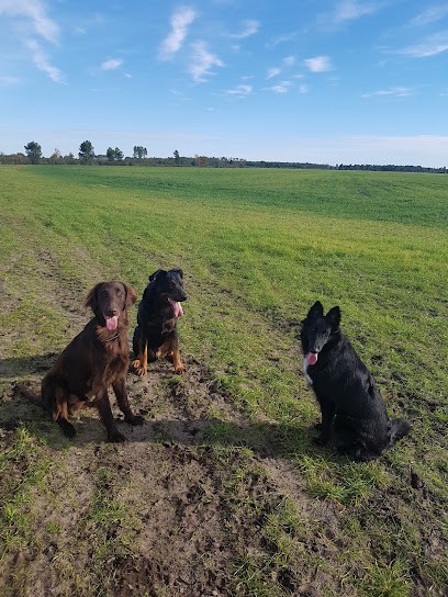 Centre Canin Du Bois Du Saüt, Pension pour Chiens à Monein