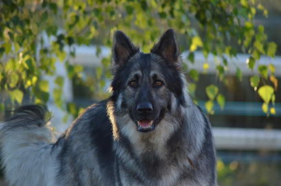 Des Esprits De Pian'ourska Éleveur De Chiens à Viry