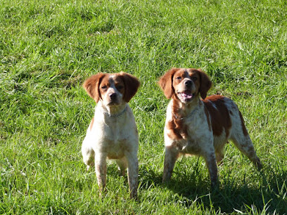 Elevage Du Coeur D'ambre Epagneuls Bretons L.o.f. Éleveur De Chiens à Gamarde-les-Bains