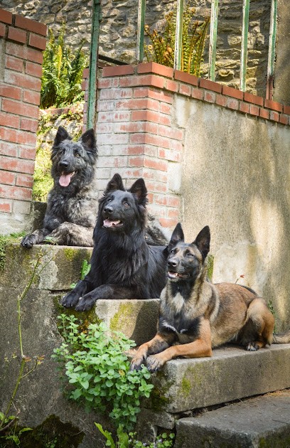Pension / Education Canine Et Élevage - Legend'of Ki Breizh, Pension pour Chiens à Radenac