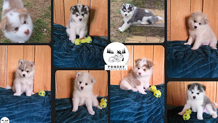 Elevage Pomsky France Nord, Éleveur De Chiens à Farbus