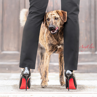 Le Chien Corse Ditg, Éleveur De Chiens à Uzemain