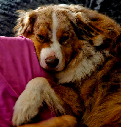 Sandy's Family, Pension Pour Chien à la Madeleine-sur-Loing