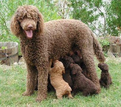 French Poodles, Eleveur de Chiens à Saint-Ferriol