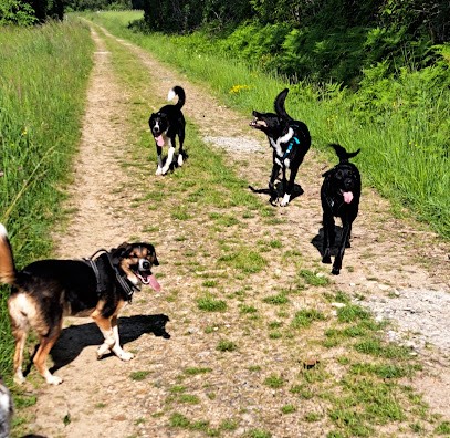 Comme à la maison des loulous, Pension pour Chiens à Saint-Pierre-de-Chevillé