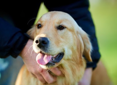 Canisform Center, Pension pour Chiens à Ballots
