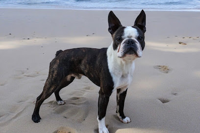 Iconic Boston - Boston Terrier, Éleveur De Chiens à la Celle-sur-Morin