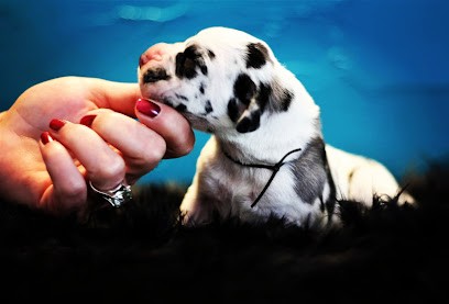 De Camardoun. Elevage de Dogues Allemands, Noirs, Arlequins, Fauves et Bringés, Eleveur de Chiens à Lannecaube