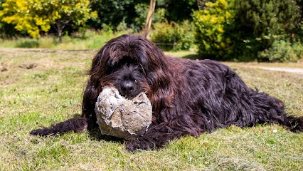 Valérie Gallois - Comportementaliste Chien & Cheval | Educateur Canin, Dresseur de Chiens à Pleurtuit