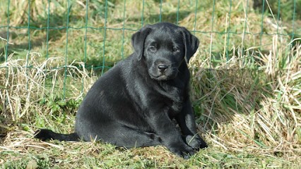 Les Landes D'eole, Eleveur de Chiens à Saint-Nolff
