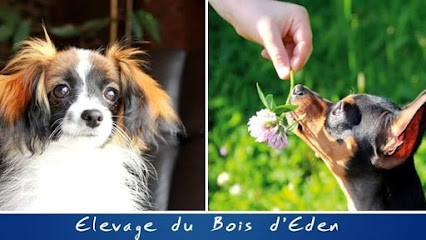 Elevage de chien épagneul nain continental (phalène) | Le Bois d'Eden, Eleveur de Chiens à Saint-Julien-sur-Bibost