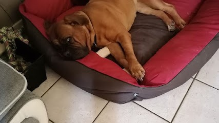 Pension canine LOVERS DOGS, Pension pour Chiens à Beon