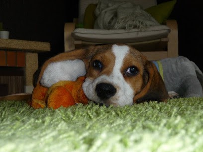 Accord Canin, Dresseur de Chiens à Soufflenheim