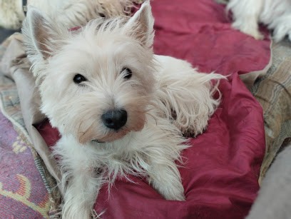 EARL de la Bistade, Eleveur de Chiens à Sainte-Marie-Kerque