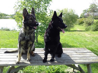 Élevage de bergers allemands de travail Des éclairs de fureur, Eleveur de Chiens à Limoise