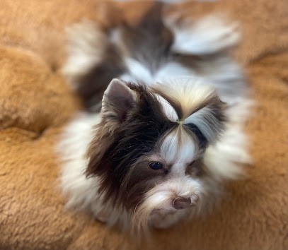 Le Domaine Des Beaux Chiens Belles Gueules, Eleveur de Chiens à Noisy-le-Grand