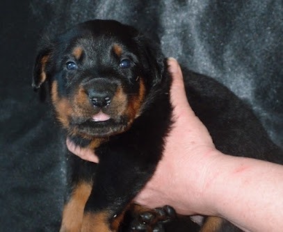 Élevage Des Petits Charlots, Beaucerons Et Cavaliers LOF, Aveyron, Eleveur de Chiens à Réquista
