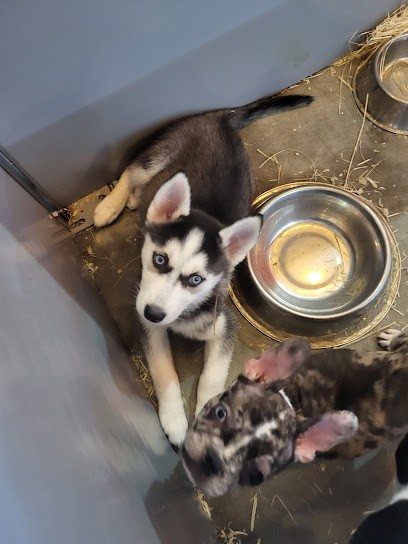 L'Arche Verte, Eleveur de Chiens à Haucourt