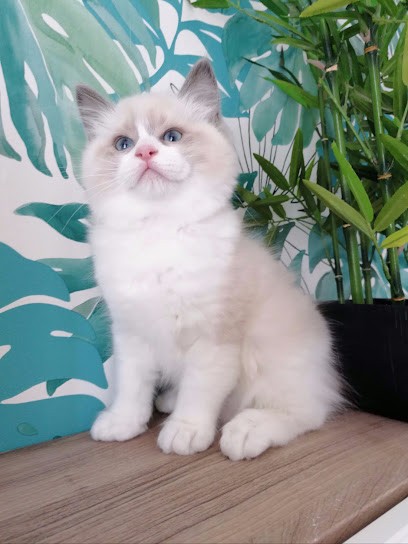 Dom Fleur d'Amour Elevage ragdoll et teckel Calvados Normandie, Eleveur de Chiens à Blainville-sur-Orne