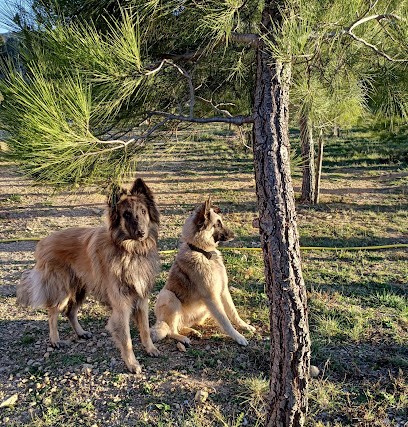 Elevage Tervueren Aude, Eleveur de Chiens à Ribaute